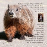 Groundhog Secrets, Everything You Always Wanted To Know About Woodchucks (Written by Lieve Snellings)
