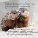 Groundhog Secrets, Everything You Always Wanted To Know About Woodchucks (Written by Lieve Snellings)