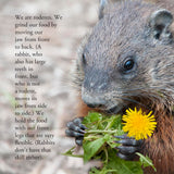 Groundhog Secrets, Everything You Always Wanted To Know About Woodchucks (Written by Lieve Snellings)